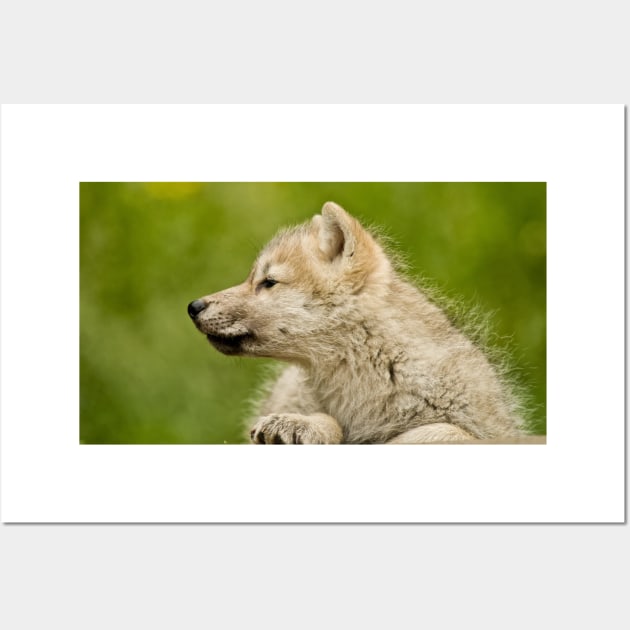 Arctic Wolf Pup Wall Art by jaydee1400